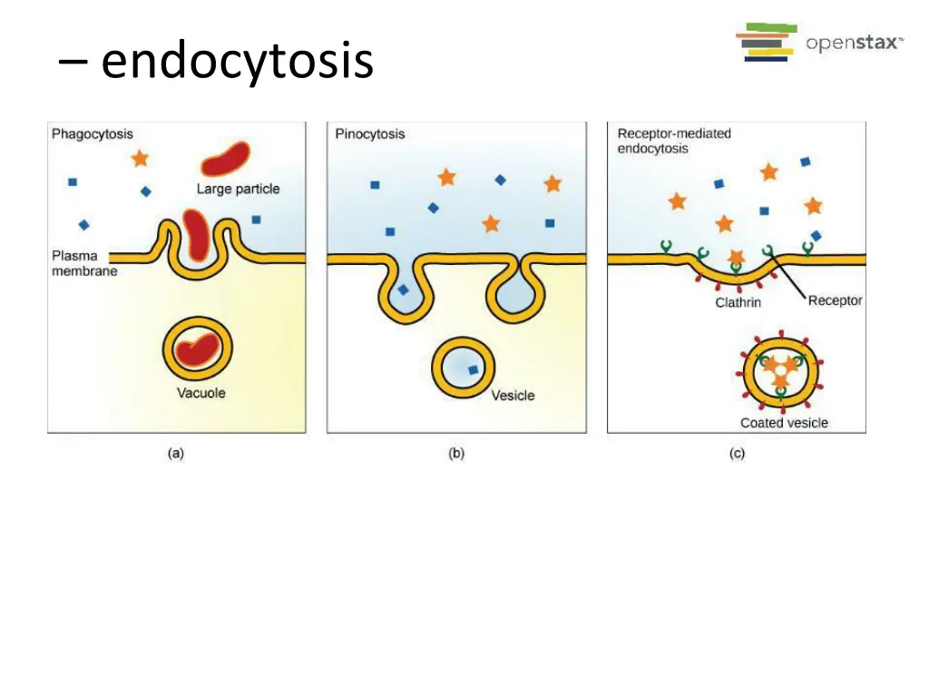 endocytosis