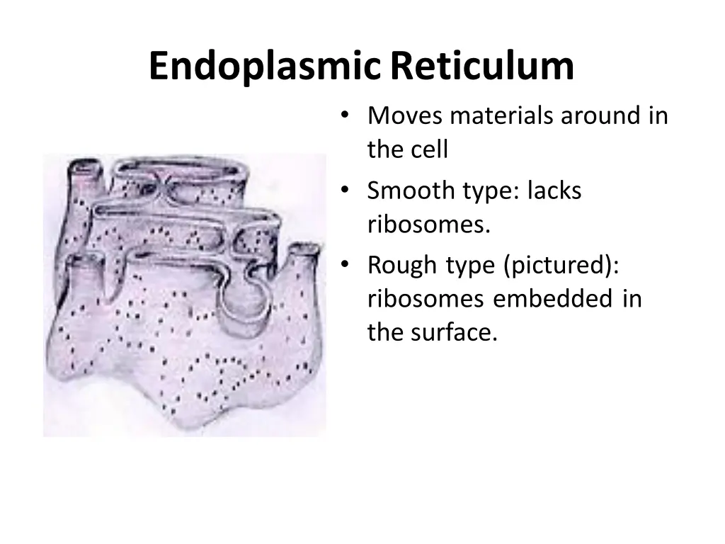endoplasmicreticulum moves materials around