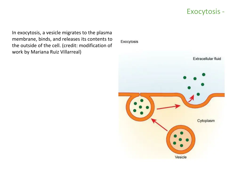 exocytosis