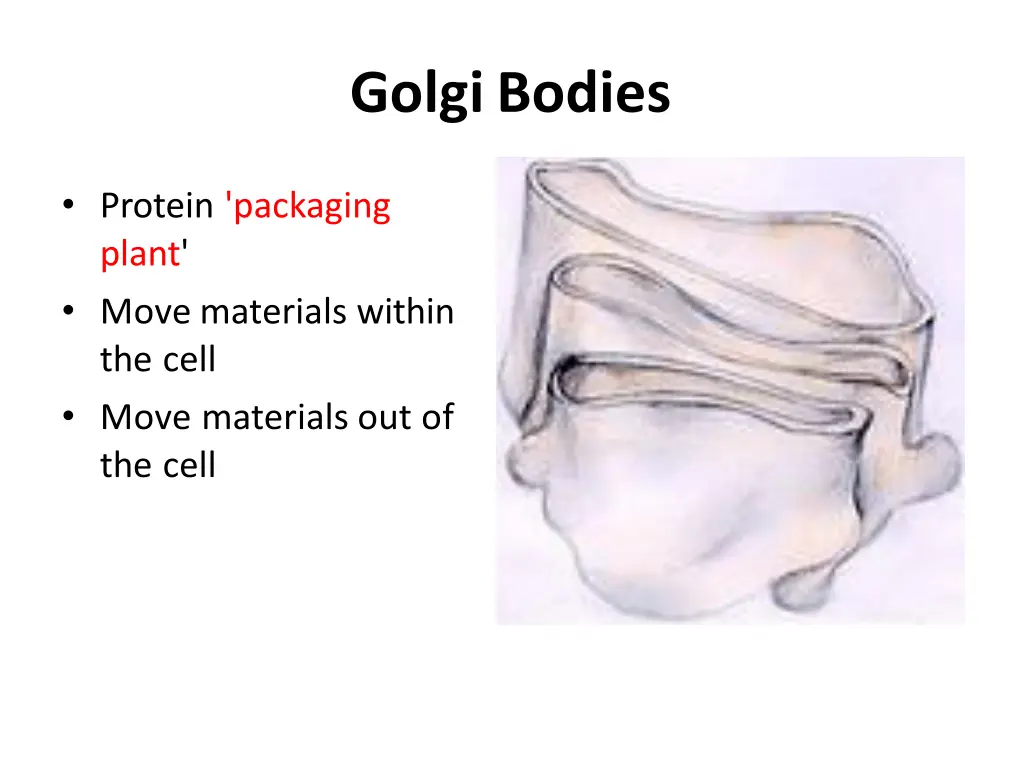 golgibodies
