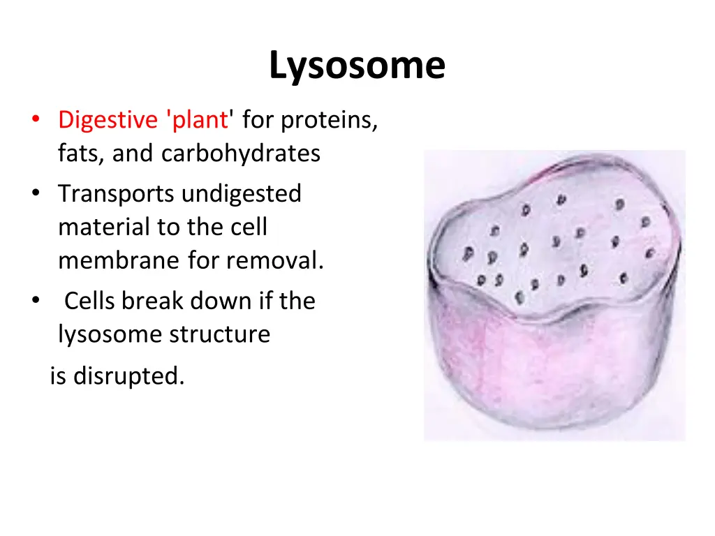lysosome