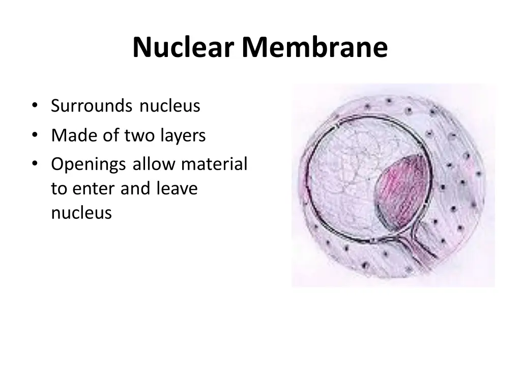 nuclear membrane