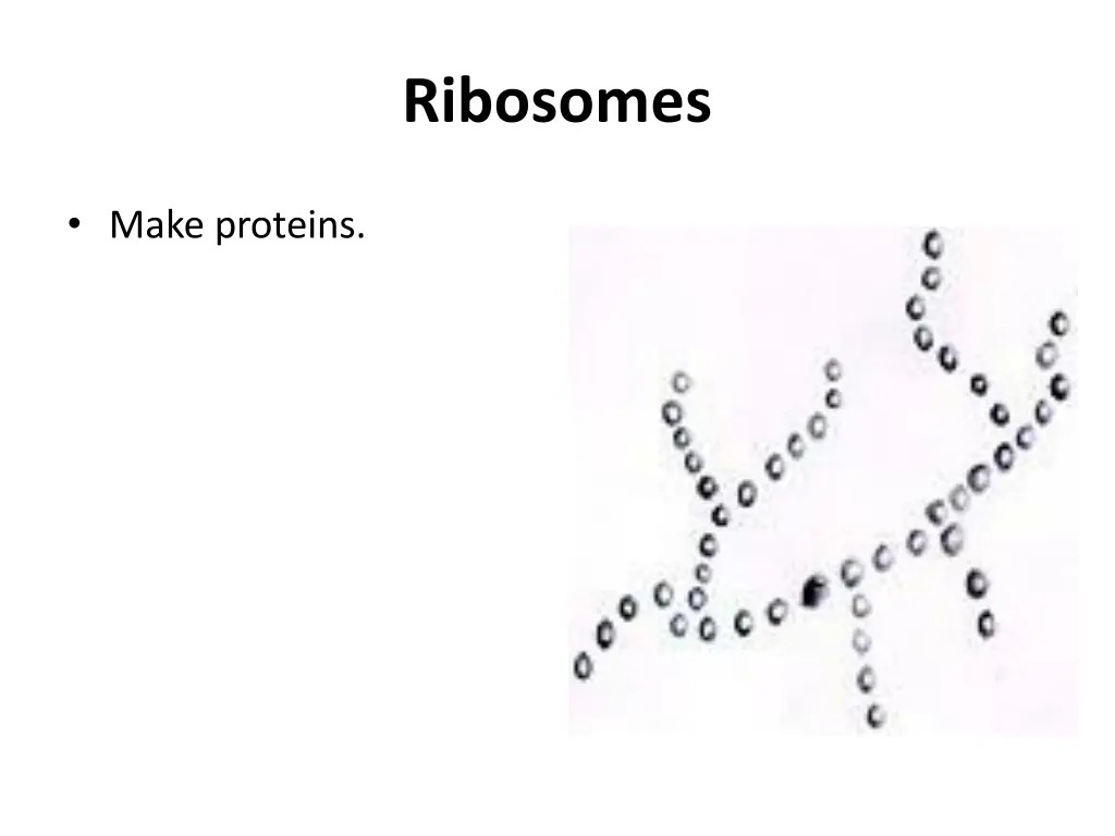 ribosomes