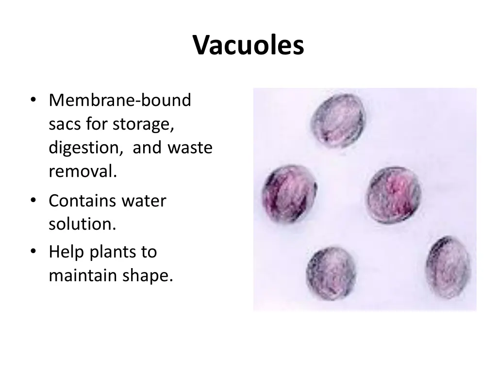 vacuoles