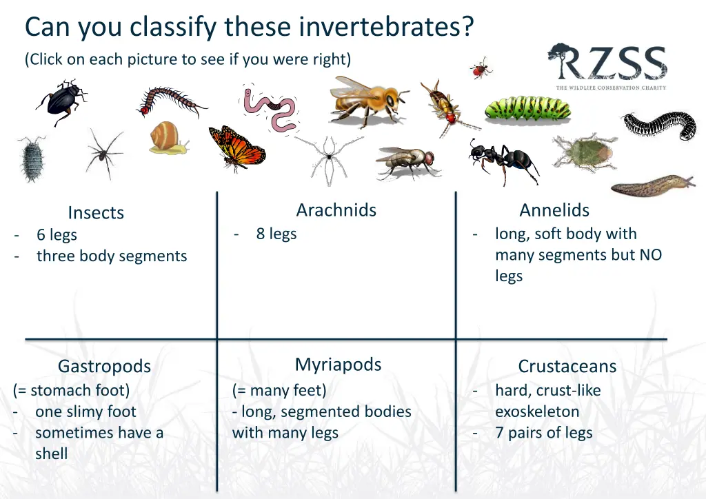 can you classify these invertebrates click