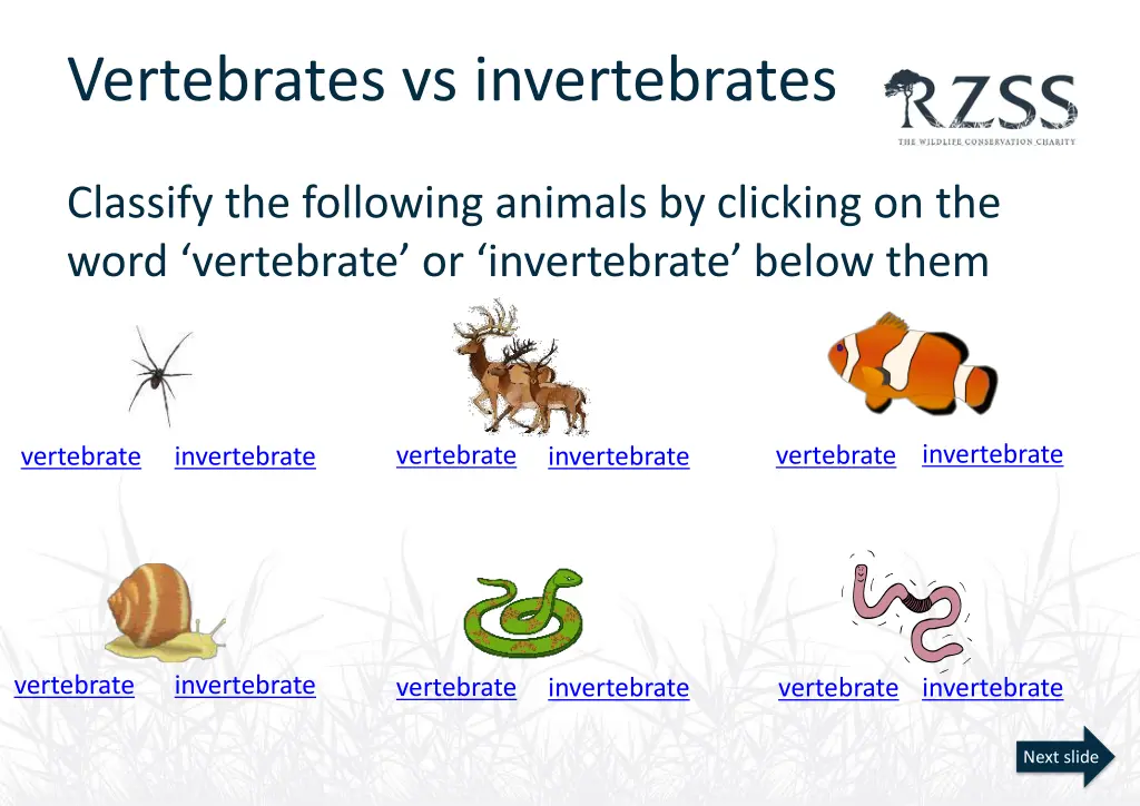 vertebrates vs invertebrates