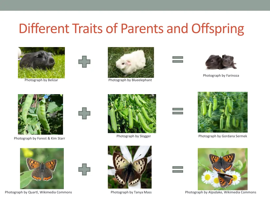 different traits of parents and offspring