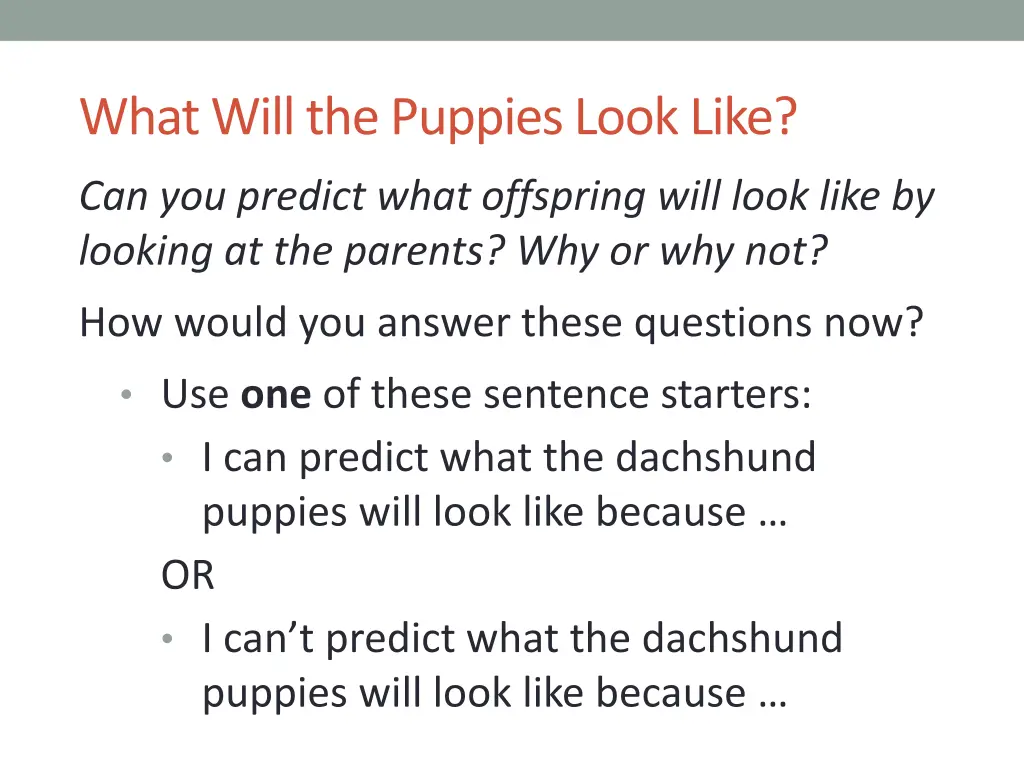 what will the puppies look like
