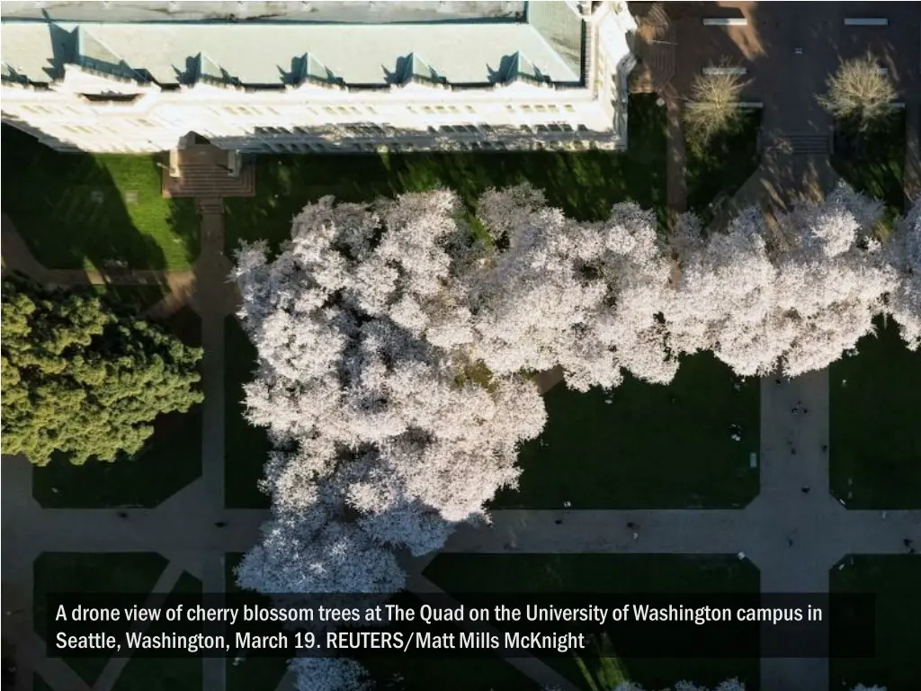 a drone view of cherry blossom trees at the quad