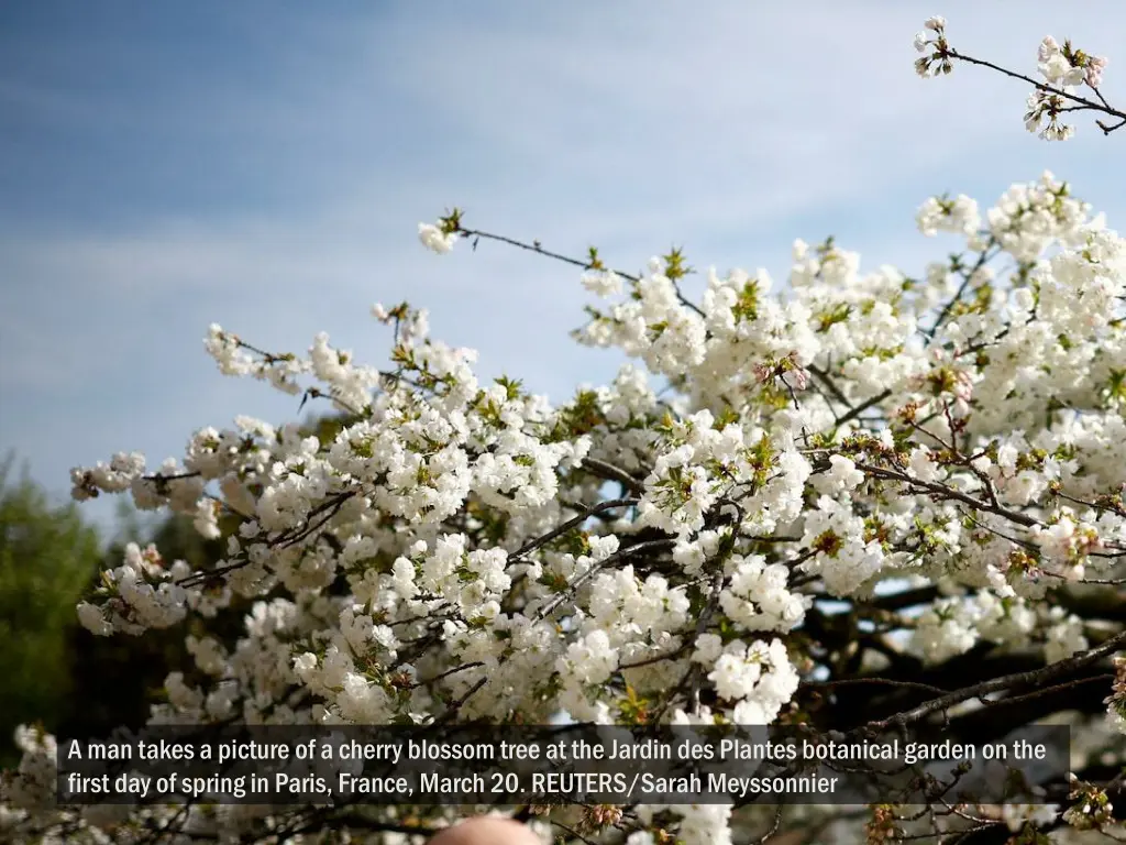 a man takes a picture of a cherry blossom tree