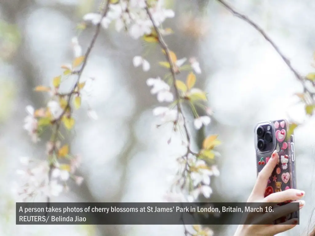 a person takes photos of cherry blossoms