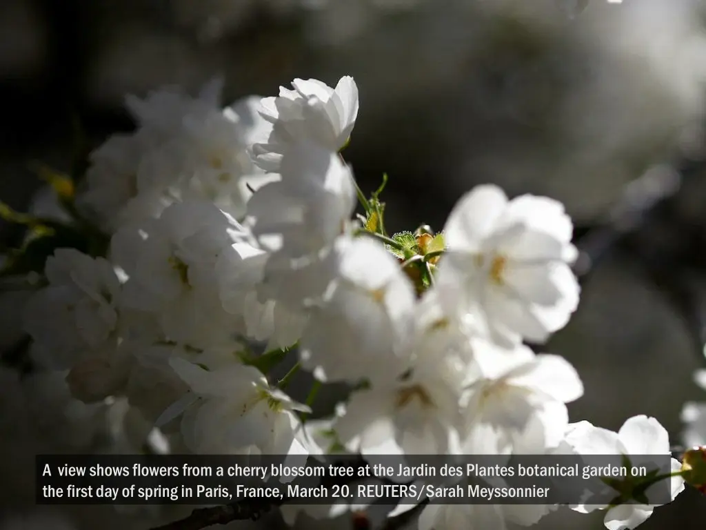 a view shows flowers from a cherry blossom tree