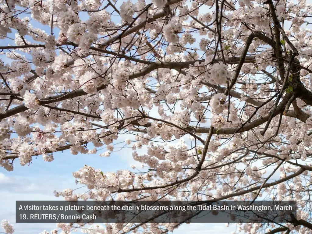 a visitor takes a picture beneath the cherry