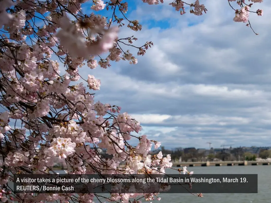 a visitor takes a picture of the cherry blossoms