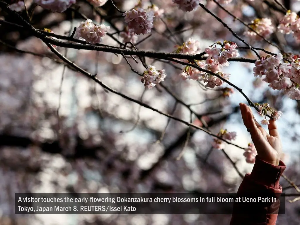 a visitor touches the early flowering ookanzakura