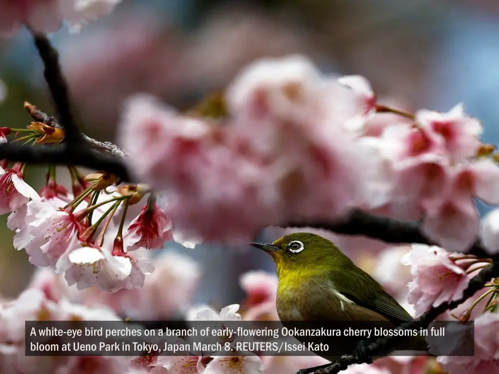 a white eye bird perches on a branch of early