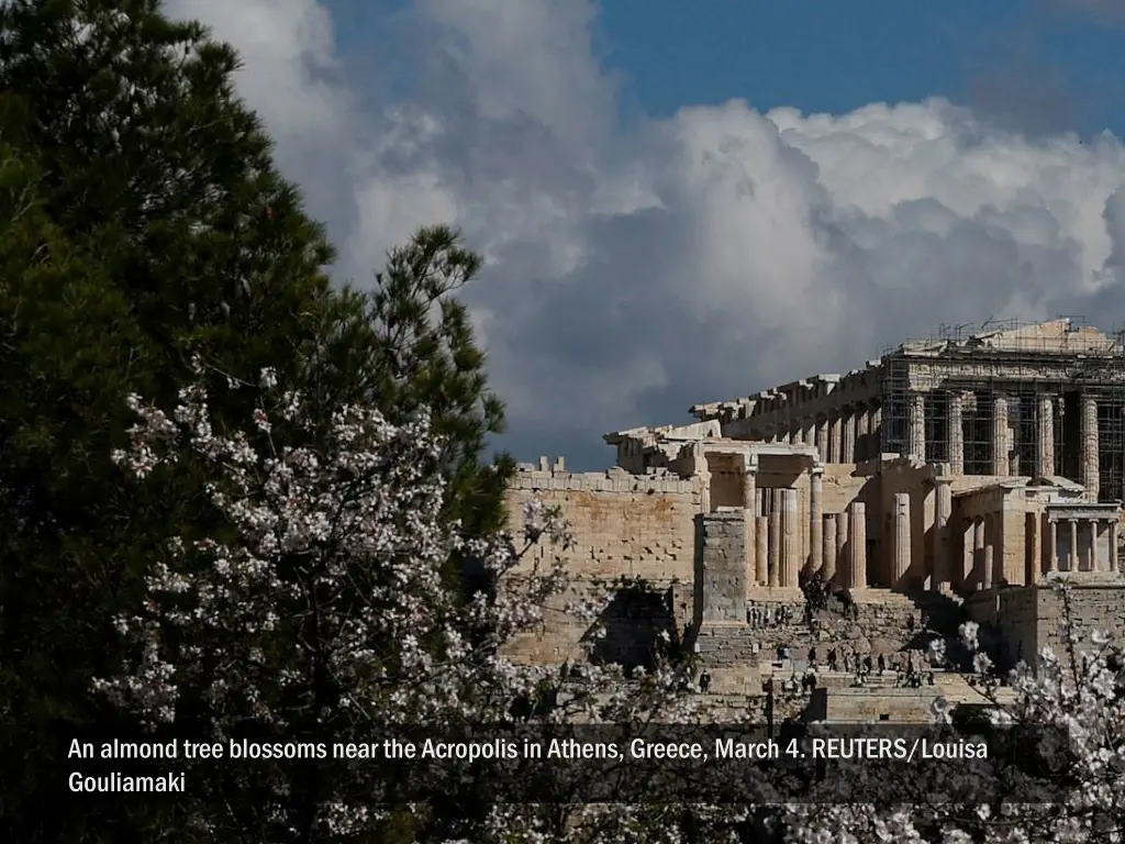 an almond tree blossoms near the acropolis