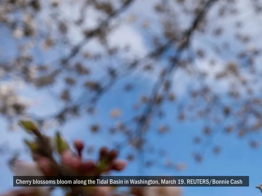 cherry blossoms bloom along the tidal basin 1