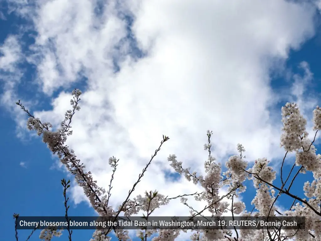 cherry blossoms bloom along the tidal basin 2