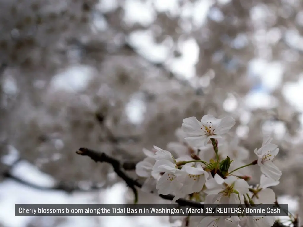 cherry blossoms bloom along the tidal basin 3