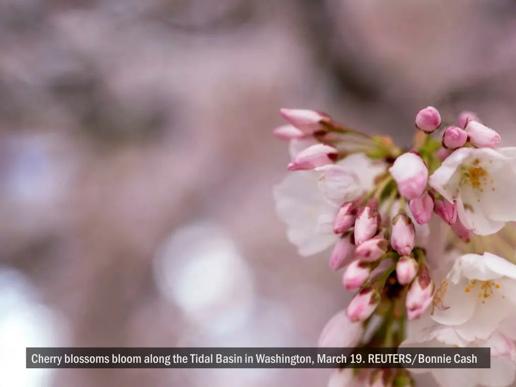 cherry blossoms bloom along the tidal basin