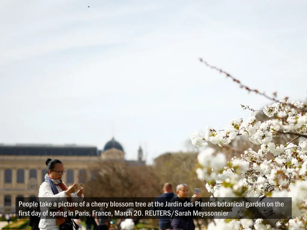 people take a picture of a cherry blossom tree