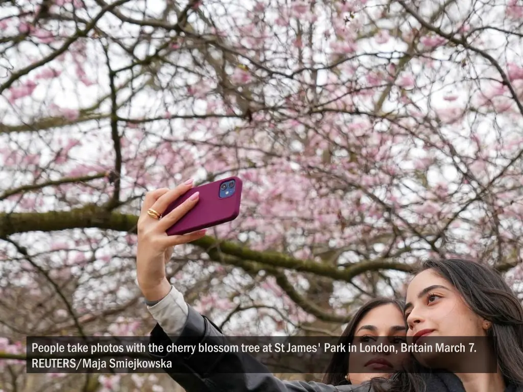 people take photos with the cherry blossom tree