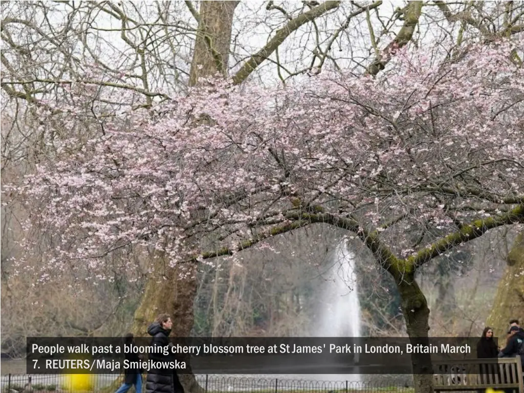 people walk past a blooming cherry blossom tree