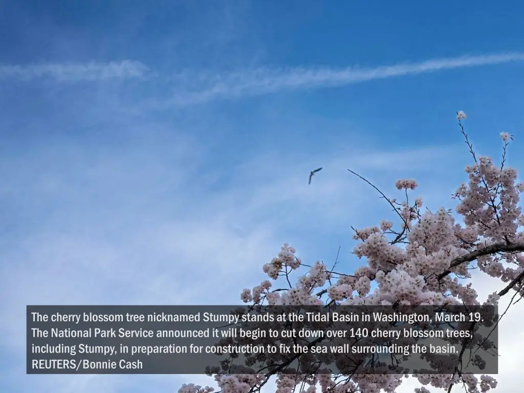 the cherry blossom tree nicknamed stumpy stands