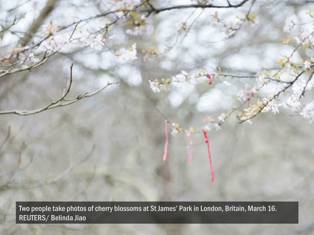 two people take photos of cherry blossoms