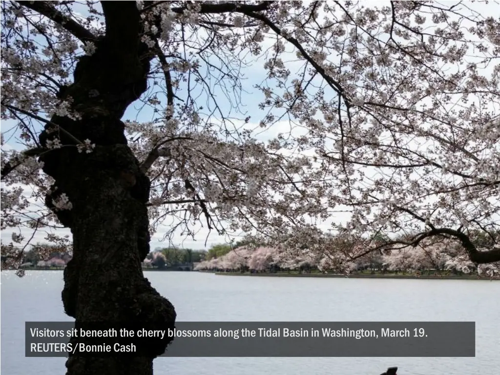 visitors sit beneath the cherry blossoms along