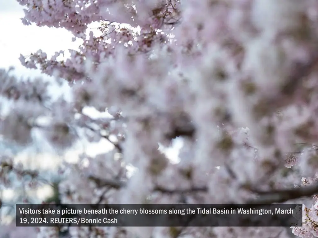 visitors take a picture beneath the cherry