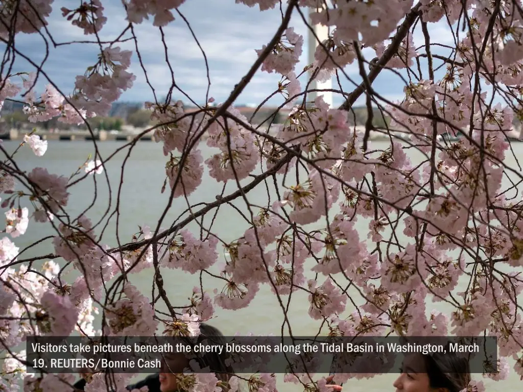 visitors take pictures beneath the cherry