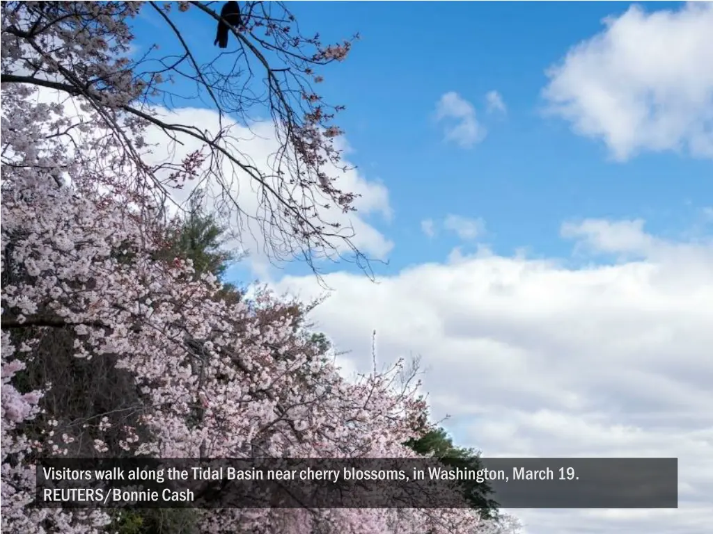 visitors walk along the tidal basin near cherry