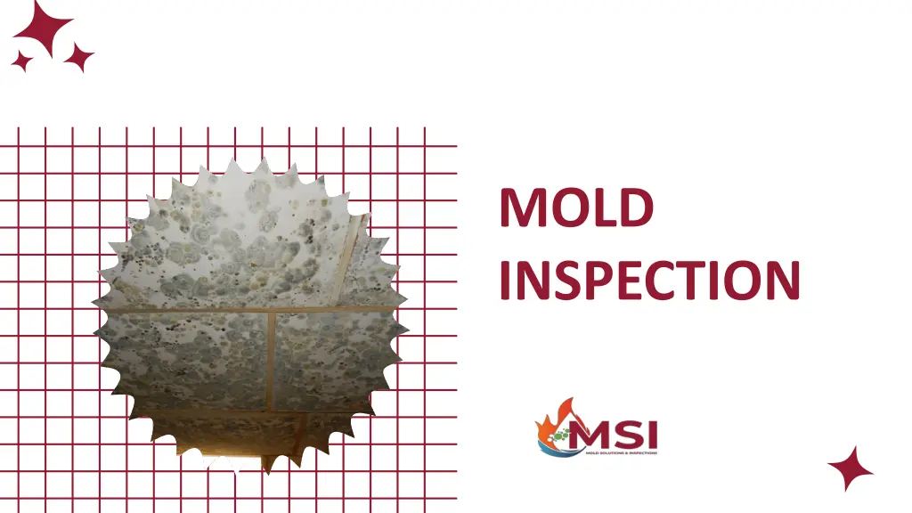 mold inspection