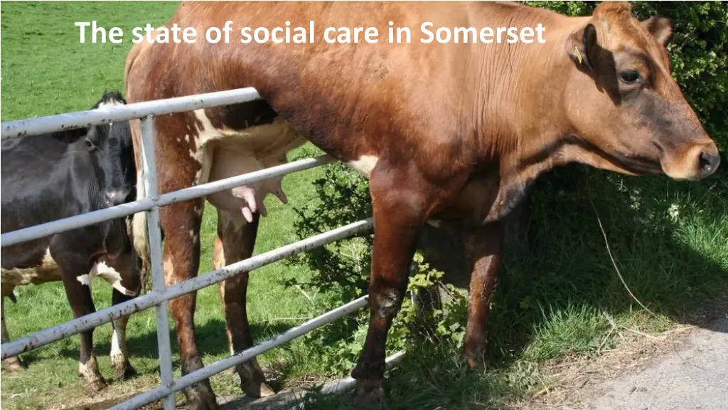 the state of social care in somerset