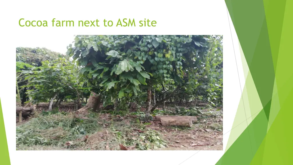 cocoa farm next to asm site