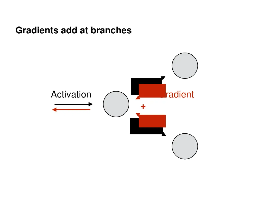 gradients add at branches 2