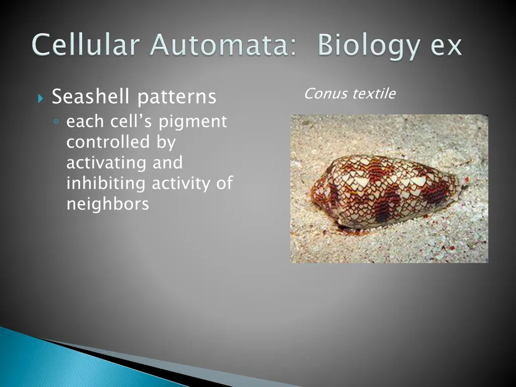 seashell patterns each cell s pigment controlled