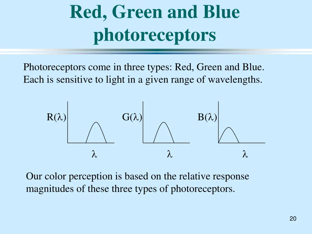 red green and blue photoreceptors
