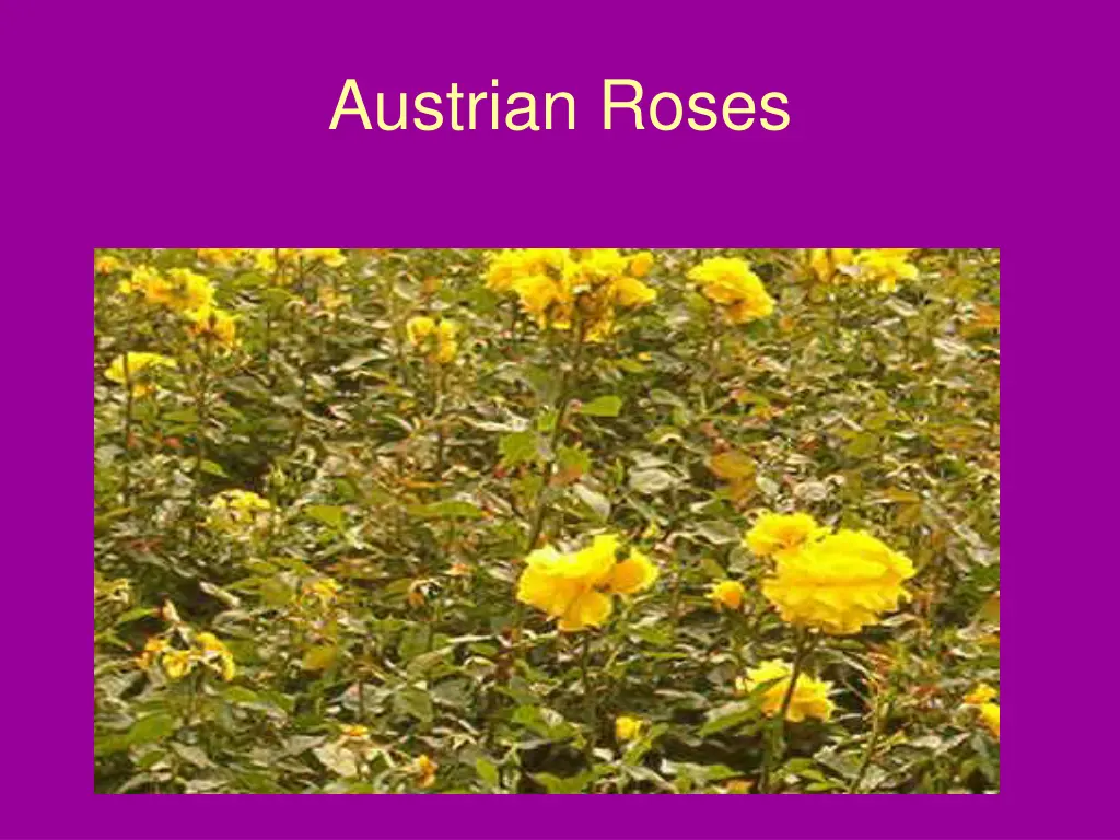 austrian roses