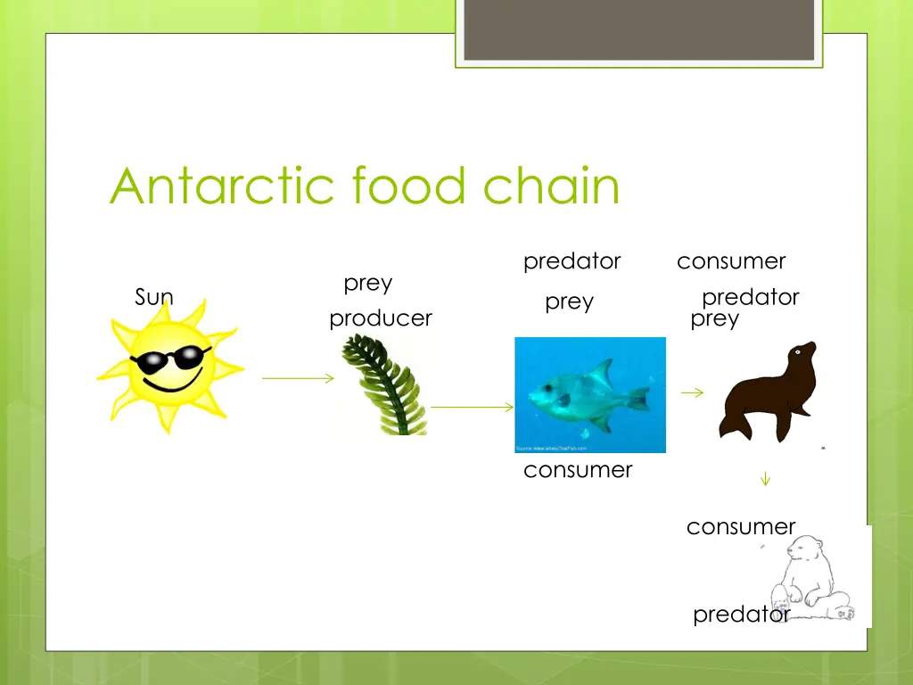 antarctic food chain