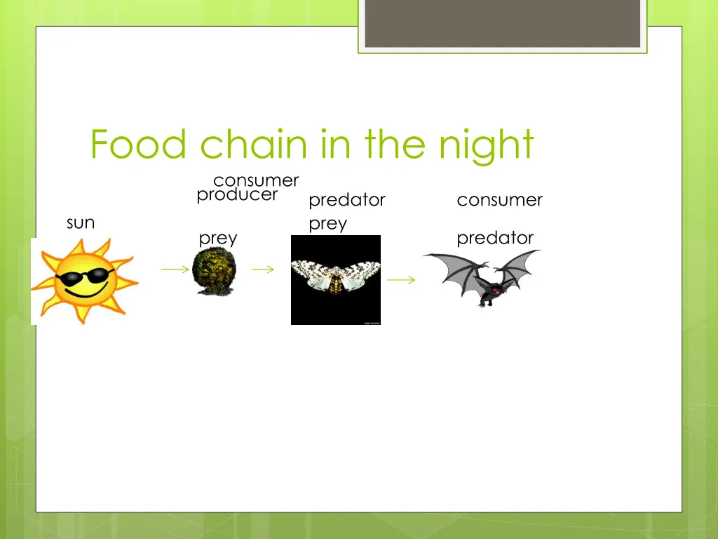 food chain in the night consumer