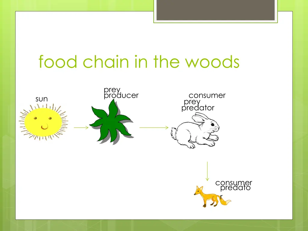 food chain in the woods