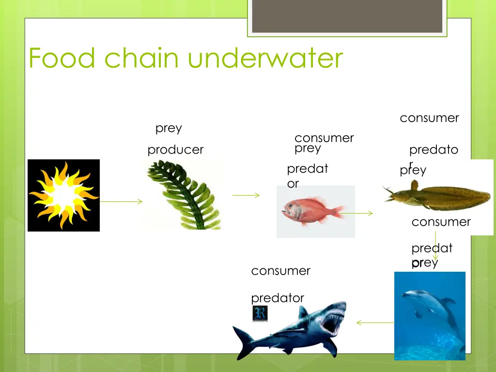food chain underwater