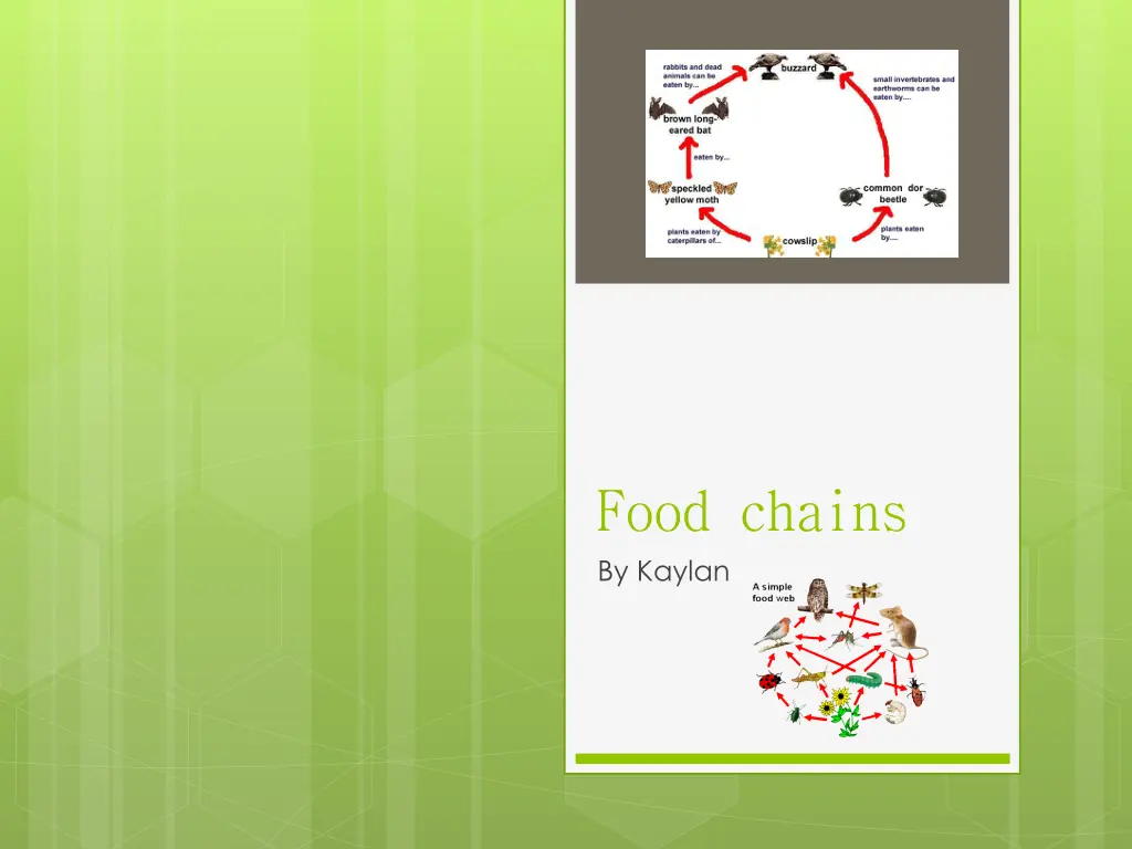 food chains by kaylan