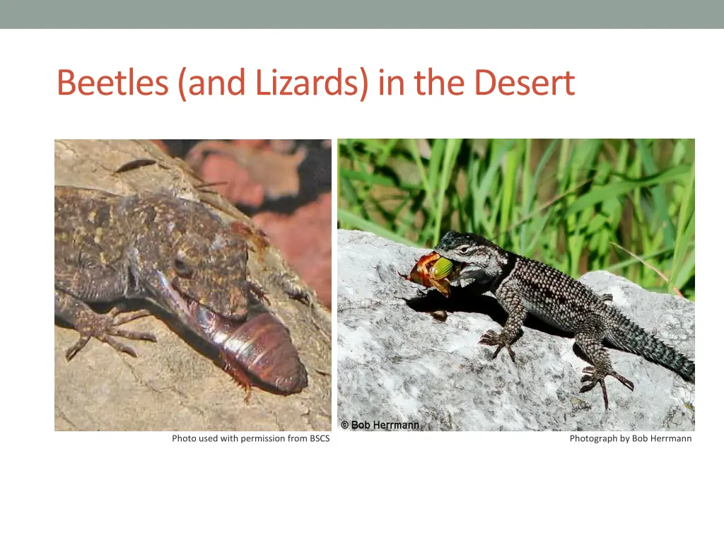 beetles and lizards in the desert