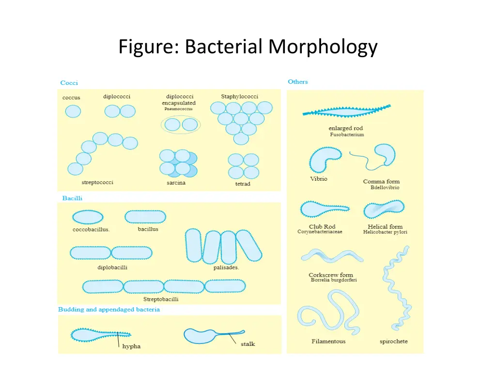 figure bacterial morphology