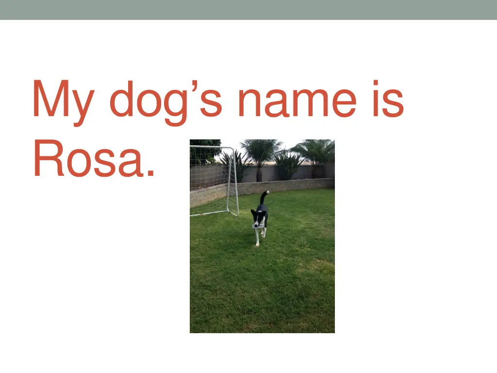 my dog s name is rosa
