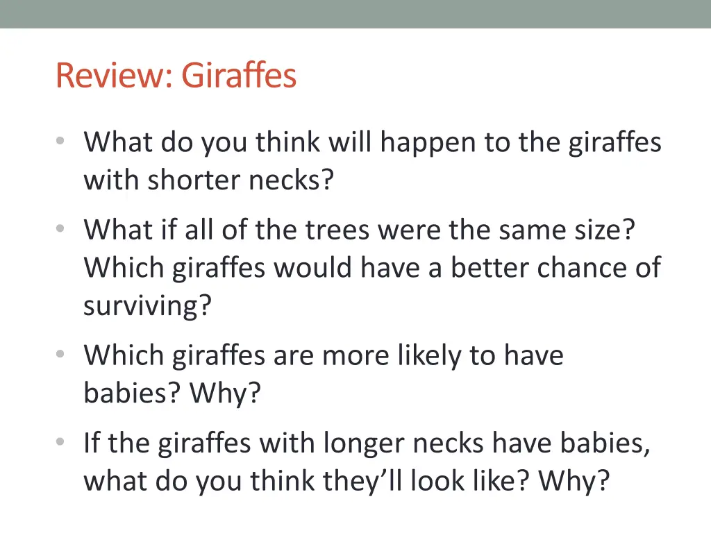 review giraffes 1